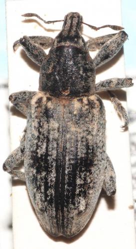 Asproparthenis lusca
